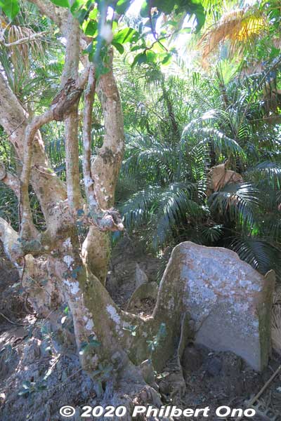 In the old days, part of the root was used as a rudder on Okinawan sabani fishing boats. (サキシマスオウノキ 先島蘇芳木 Heritiera littoralis)
Keywords: okinawa Iriomote Otomi mangrove japangarden