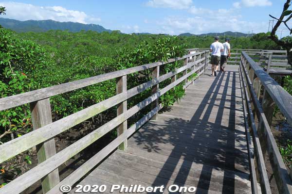 Keywords: okinawa Iriomote Otomi mangrove