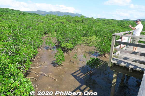Keywords: okinawa Iriomote Otomi mangrove