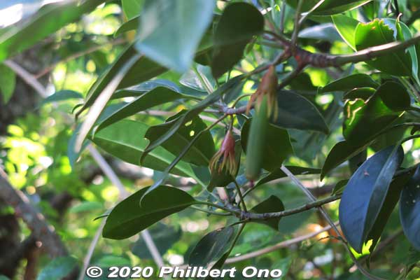 Mangrove seedling.
Keywords: okinawa Iriomote Otomi mangrove