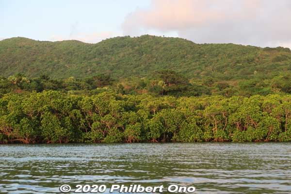 Maira River lined with mangroves.
Keywords: okinawa Iriomote Maira River sunrise kayak canoe