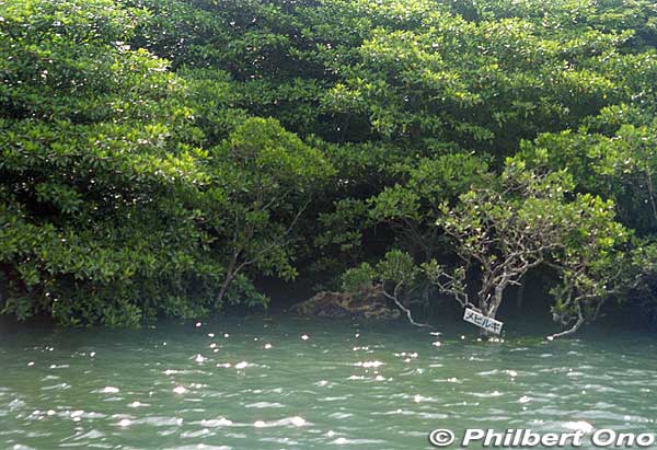 The boat operator narrates the sights along the river. There are even signs indicating the flora. This sign indicates a mangrove species called "me-hirugi" (メヒルギ) in Japanese or Kandelia obovata growing in brackish water.
It has white, star-shaped flowers.
Keywords: okinawa Iriomote urauchi river cruise japanriver