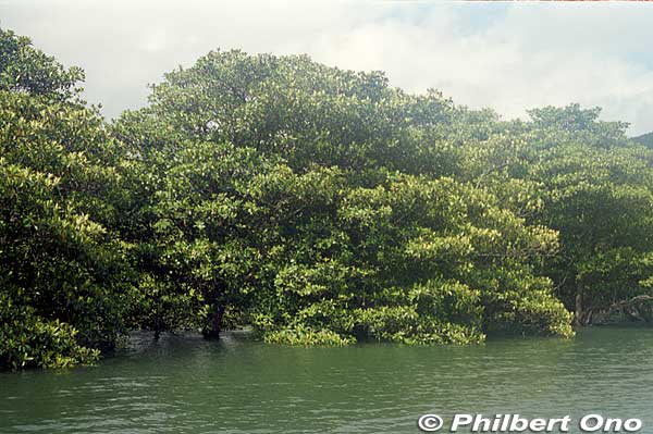 Wish we could see the Iriomote wildcat swimming across the river, but they are nocturnal.
Keywords: okinawa Iriomote urauchi river cruise