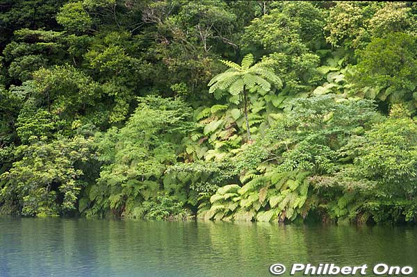 Ferns and tree ferns also grow at upstream. シダ類
Keywords: okinawa Iriomote urauchi river cruise japanriver