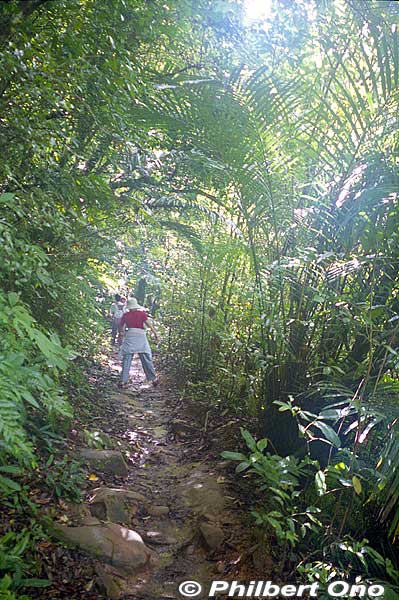 Lush forest, but rocky and muddy trail. Hiking shoes or sneakers are good. Sometimes a tree or branch has fallen over the trail. Need to go over/under it.
Keywords: okinawa Iriomote urauchi river waterfall hike