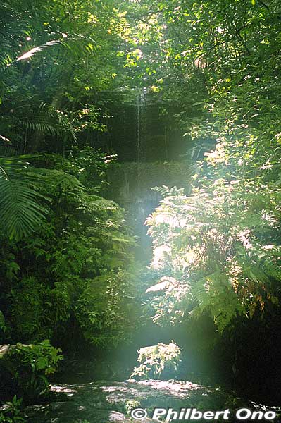 Ferns and a nameless mini waterfall.
Keywords: okinawa Iriomote urauchi river waterfall hike