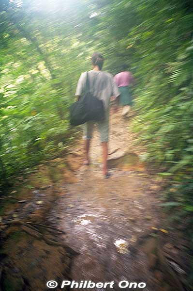 Hiking back. The lady in front of me was wearing rubber slippers on this muddy trail. She kept slipping and almost falling. Her dainty feet got all muddy.
Keywords: okinawa Iriomote urauchi river waterfall hike