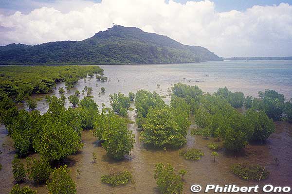 Mangroves near the mouth of Urauchi River, seen from Urauchi Bridge.
Keywords: okinawa Iriomote urauchi river waterfall hike