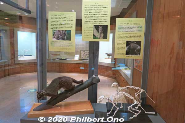 The center's main exhibit is the stuffed Iriomote wildcats.
Keywords: okinawa iriomote Wildlife Conservation Center wildcat