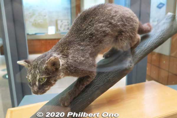 Iriomote is famous for the Iriomote wildcat (イリオモテ ヤマネコ). Endemic to Iriomote and critically endangered. 
Keywords: okinawa iriomote Wildlife Conservation Center wildcat japanwildlife
