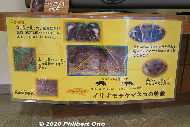 Characteristics of the Iriomote wildcat.
Keywords: okinawa iriomote Wildlife Conservation Center wildcat