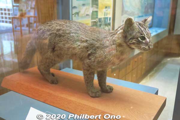 Even though the Iriomote cat is all over Iriomote as a tourist symbol, we can't see any live ones.
Keywords: okinawa iriomote Wildlife Conservation Center wildcat