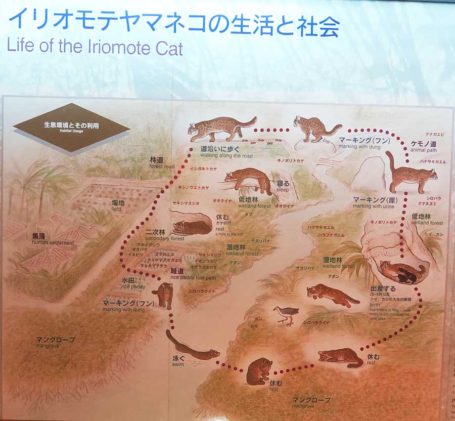 Life cycle of Iriomote wildcat.
Keywords: okinawa iriomote Wildlife Conservation Center wildcat