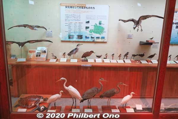 Iriomote's birds.
Keywords: okinawa iriomote Wildlife Conservation Center