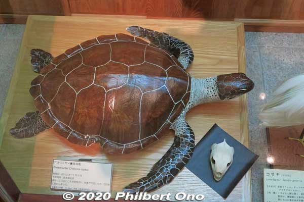 Turtle on Iriomote.
Keywords: okinawa iriomote Wildlife Conservation Center