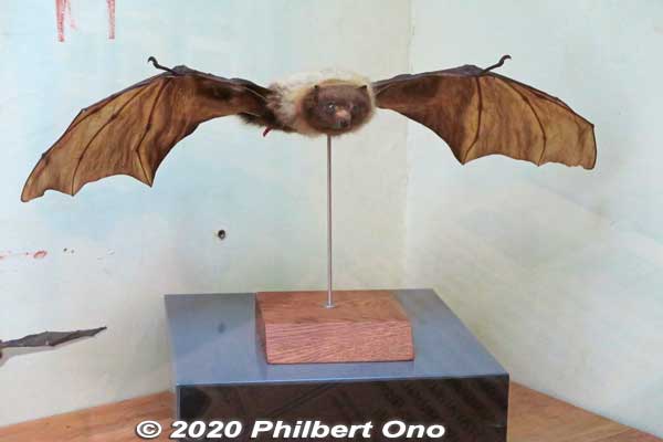 Bats on Iriomote.
Keywords: okinawa iriomote Wildlife Conservation Center v japanwildlife