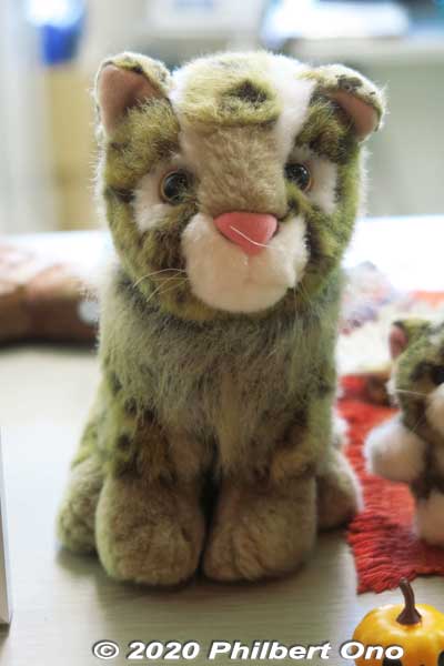Stuffed toy Iriomote wildcat.
Keywords: okinawa iriomote Wildlife Conservation Center