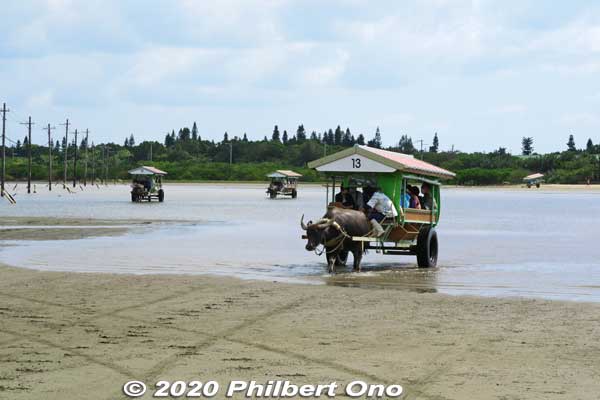 Water buffalo carts coming back from Yubu.
Keywords: okinawa Iriomote yubu island