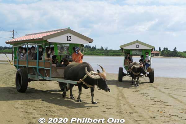 The cart is driven by a guide who usually plays the sanshin for passengers as the water buffalo sloshes to the island.
Keywords: okinawa Iriomote yubu island