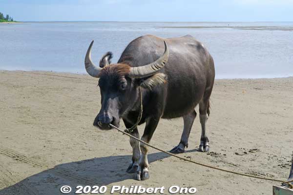 The water buffalo all have names and are highly trained to put on the harness by itself. They originally came from Taiwan.
Keywords: okinawa Iriomote yubu island