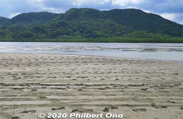 Water buffalo footprints.
Keywords: okinawa Iriomote yubu island