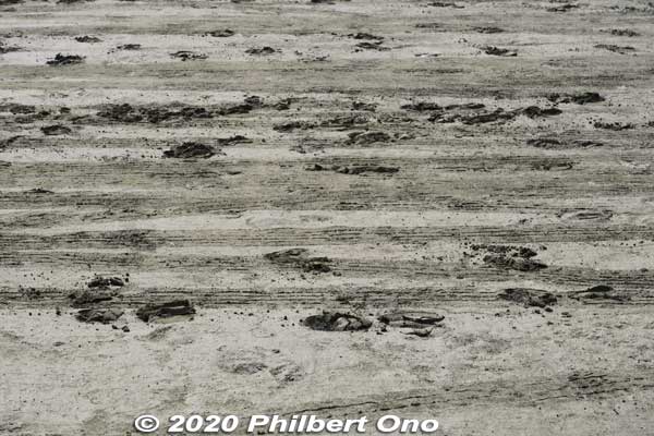 Water buffalo hoof prints.
Keywords: okinawa Iriomote yubu island
