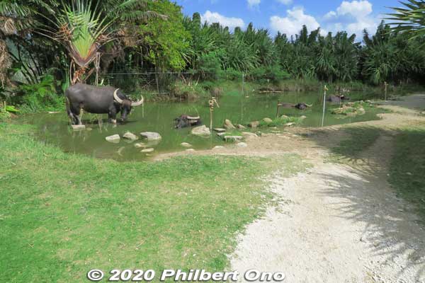 Water Buffalo Pond (水牛の池) on Yubu.
Keywords: okinawa Iriomote yubu island