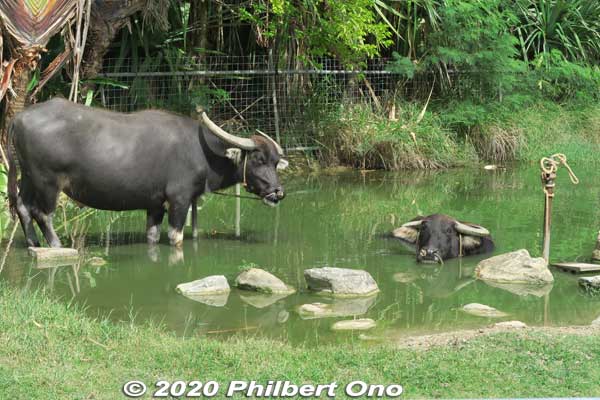 Water buffalo pond on Yubu.
Keywords: okinawa Iriomote yubu island