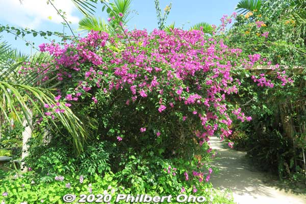 Bougainvillea on Yubu, in bloom year round.
Keywords: okinawa Iriomote yubu island japanflower