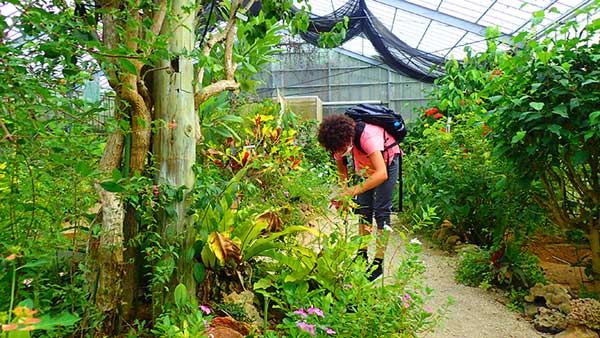 Inside the butterfly garden (蝶々園) on Yubu. (Photo by tour guide motti.)
Keywords: okinawa Iriomote yubu island