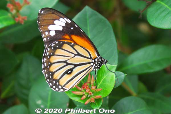 Common tiger butterfly (from India) or Danaus genutia. Looks like the monarch butterfly common in Hawaii. スジグロカバマダラ Butterfly hothouse in Yubu (蝶々園).
Keywords: okinawa Iriomote yubu island