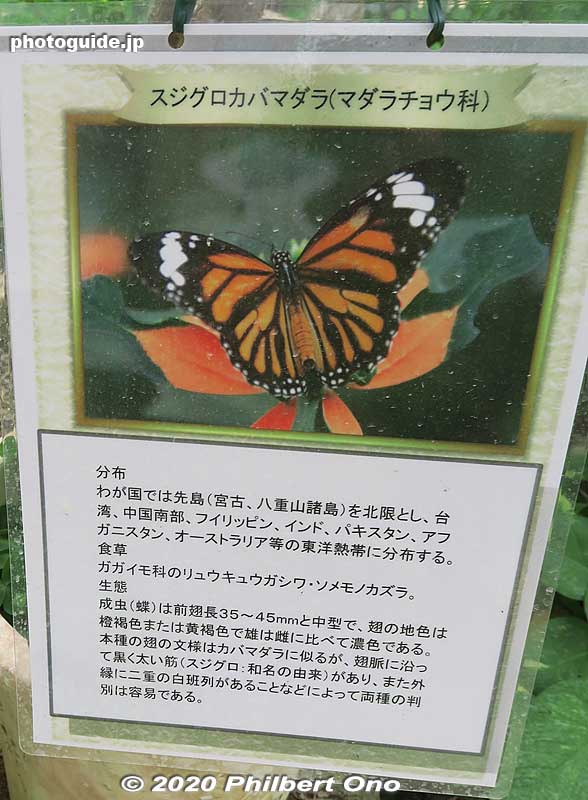 About the common tiger butterfly or Danaus genutia. スジグロカバマダラ Butterfly hothouse in Yubu (蝶々園).
Keywords: okinawa Iriomote yubu island