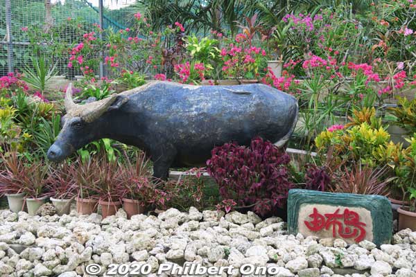 Lots of water buffalo monuments and sculptures on Yubu.
Keywords: okinawa Iriomote yubu island