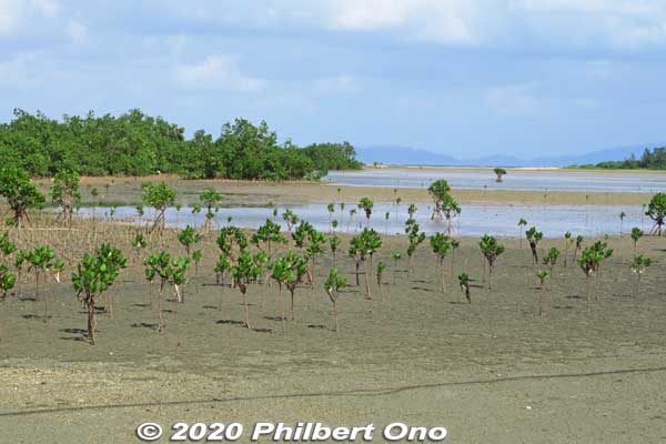 Iriomote mangroves.
Keywords: okinawa Iriomote yubu island japanocean