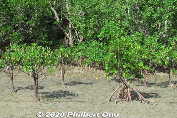 Iriomote mangroves.
Keywords: okinawa Iriomote yubu island