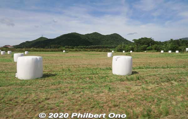 Bales of grass for cattle feed.
Keywords: okinawa Ishigaki