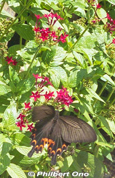 Butterfly in Banna Park.
Keywords: okinawa Ishigaki Banna Park