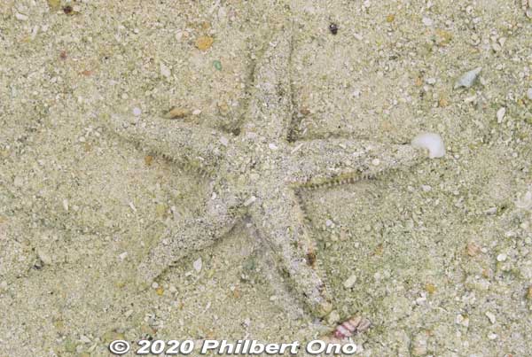Sure enough, a well-disguised starfish moving in slow motion. Hope it's not the kind that eats coral or other native species. Kabira Bay, Ishigaki.
Keywords: okinawa Ishigaki Kabira Bay japanocean