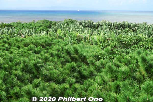 Ryukyu matsu pine trees are native to Okinawa. 琉球松
Keywords: okinawa ishigaki yaima mura ryukyu matsu pine trees japangarden