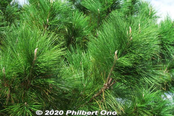 Ryukyu matsu pine trees
Keywords: okinawa ishigaki yaima mura ryukyu matsu pine trees