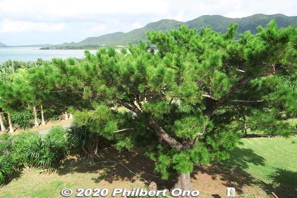 Ryukyu matsu pine trees 琉球松
Keywords: okinawa ishigaki yaima mura ryukyu matsu pine trees