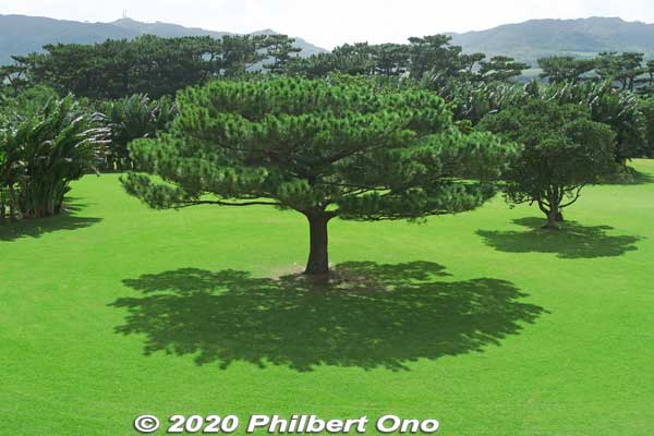 Ryukyu matsu pine tree is endemic to Okinawa. It stands straight up and takes an umbrella shape like this. Okinawa's official tree. リュウキュウマツ (琉球松)
We don't really see pine trees like this on mainland Japan. 
Keywords: okinawa ishigaki yaima mura ryukyu matsu pine trees japangarden