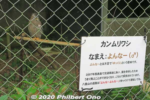 Found only in Yaeyama, Ryukyu serpent eagle that was found injured and being treated here. They like to eat snakes. Called "Ayapani" (あやぱに) in Yaeyama. カンムリワシ保護ケージ
Keywords: okinawa ishigaki yaima mura