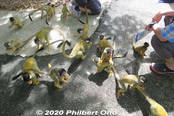 The squirrel monkeys climb all over you.
Keywords: okinawa ishigaki yaima mura