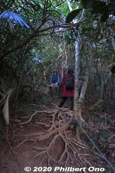 Thick, wild forest and lots of exposed tree roots. The frequent typhoons wash/blow away the soil from the tree roots.
Keywords: okinawa ishigaki sakieda yarabudake mt.