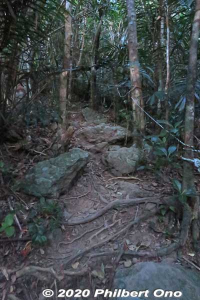 Typical mountain trail on Ishigaki. 
Keywords: okinawa ishigaki sakieda yarabudake mt.