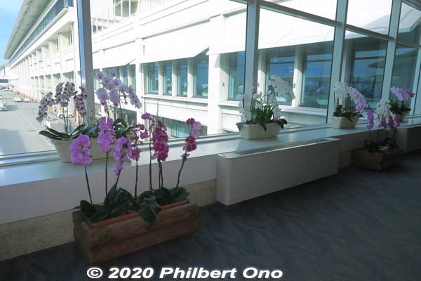 Orchids inside Naha Airport. 胡蝶蘭
Keywords: okinawa naha airport