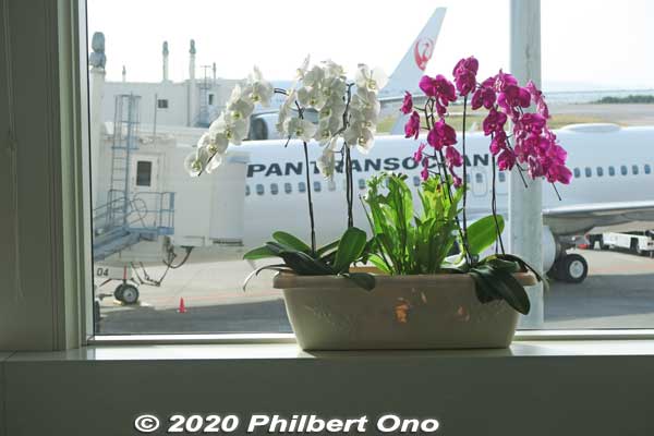 Orchids inside Naha Airport. 胡蝶蘭
Keywords: okinawa naha airport airplane jet