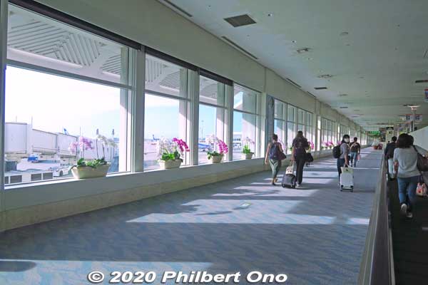 Main concourse also has orchids. Orchids in Naha Airport. They are real, not fake. They also last many years with minimal water and soil requirements. 胡蝶蘭
Keywords: okinawa naha airport
