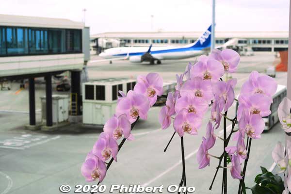 Orchids on the concourse to the gates.
Keywords: okinawa naha airport
